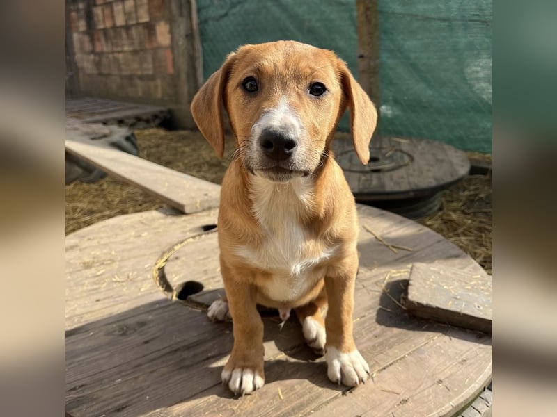 Roli ein sanfter verspielter Hundebub