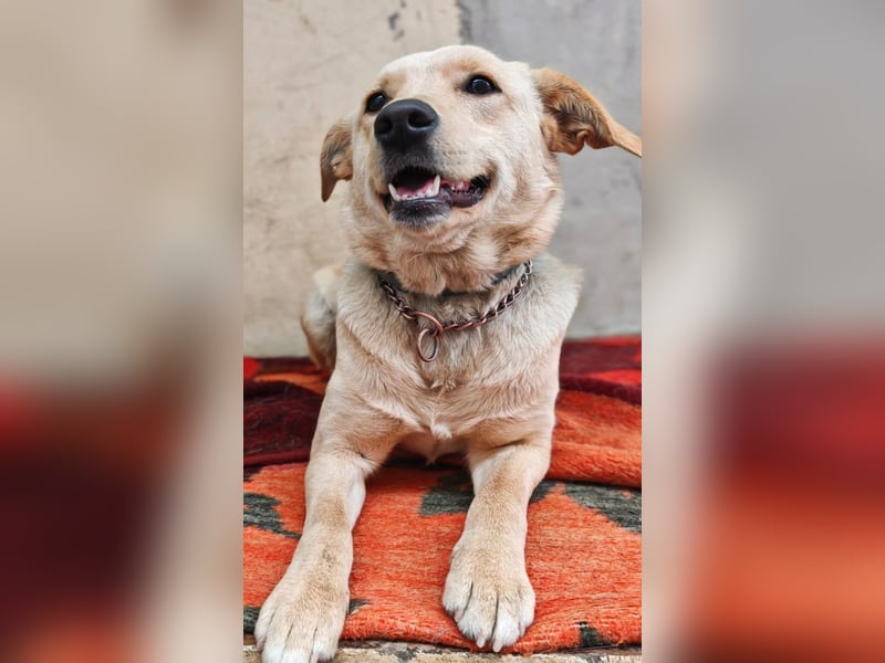 Daisy ein Schatz auf 4 Pfoten