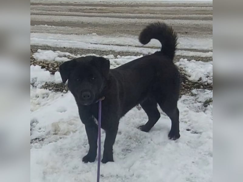 Honda eine wundervolle Hündin