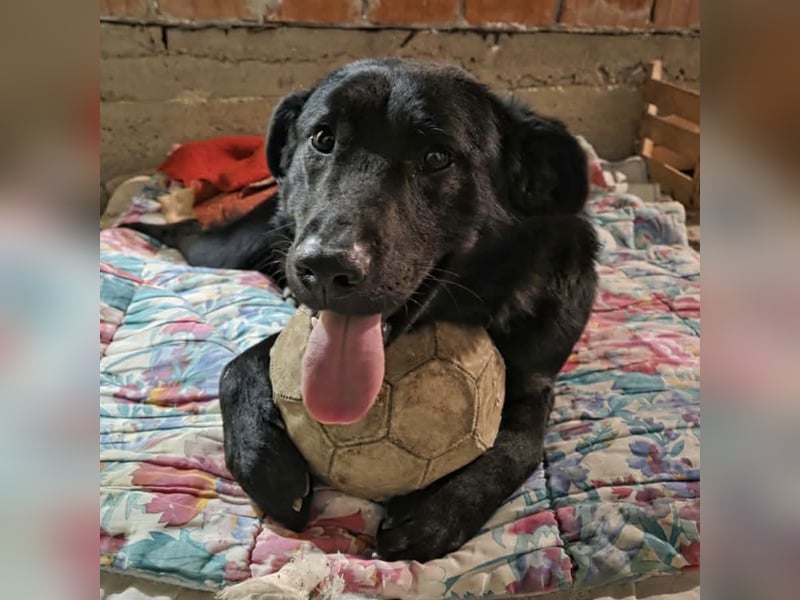 Pan ein sehr freundlicher Rüde