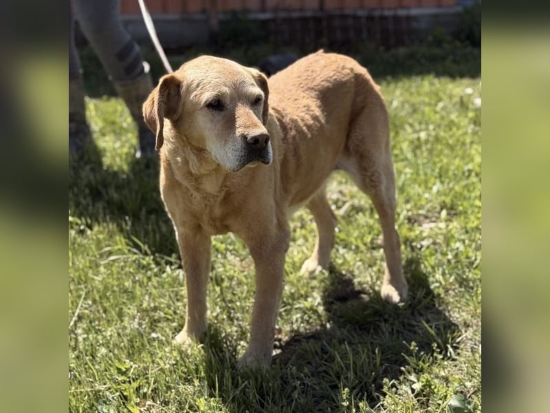 Cica eine unglückliche Seele