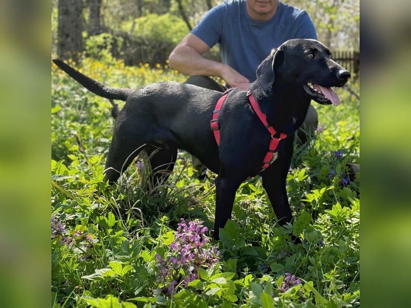 Ravi braucht ein tolles Zuhause