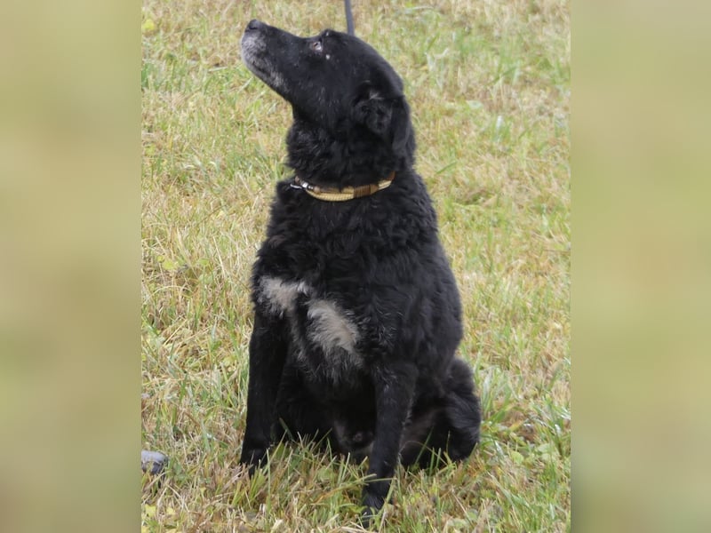 Dante ein Schatz der geliebt werden möchte