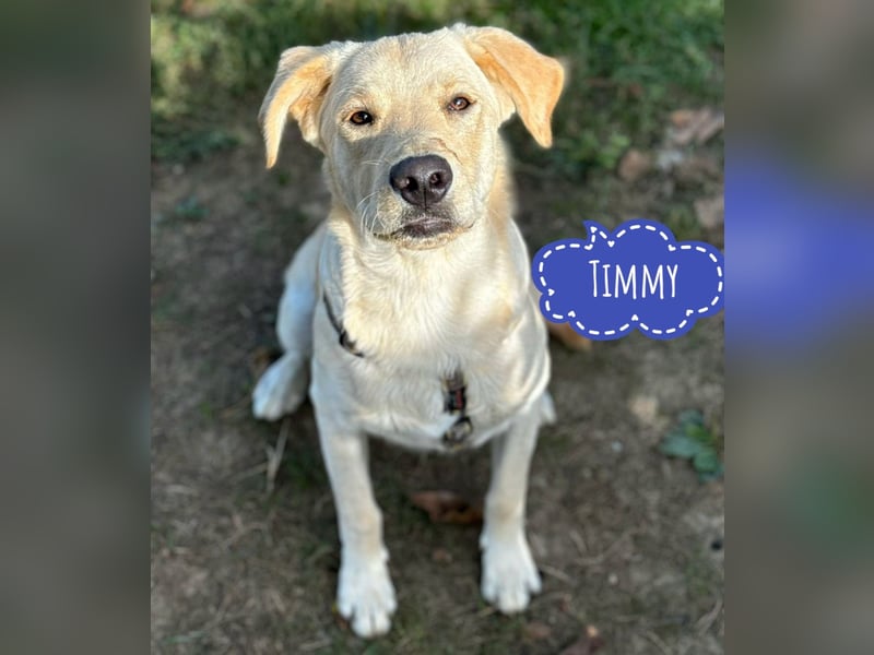 Tommy ein Familienhund