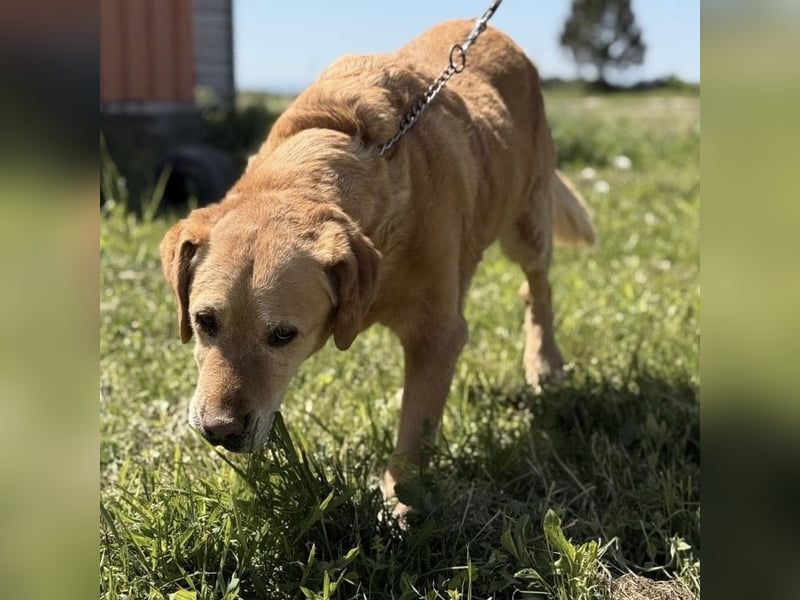 Cica eine unglückliche Seele