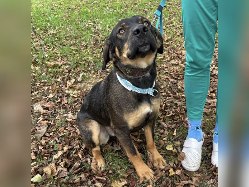 Aska eine Seele vom Hund leidet