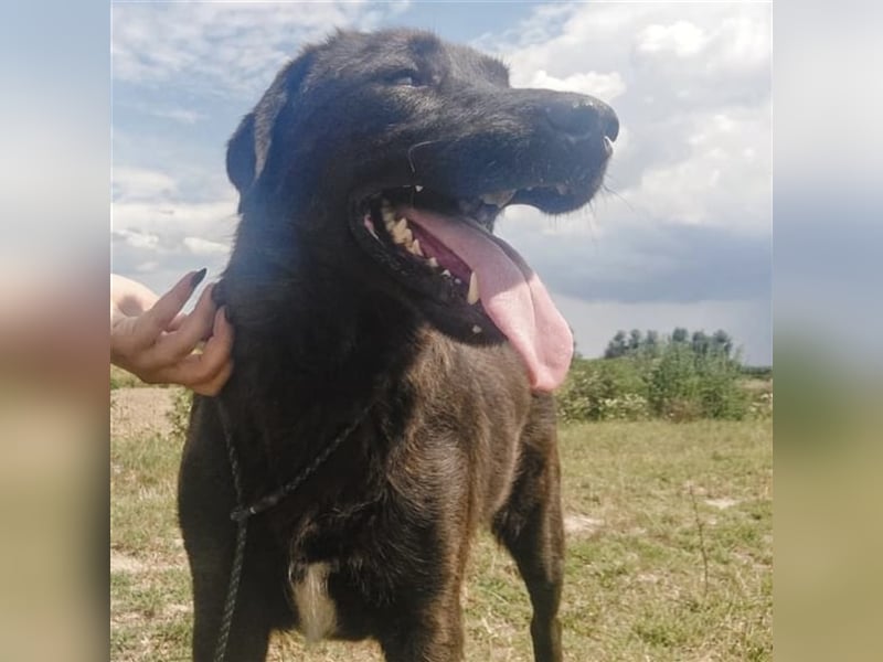 Frenki ein toller Kerl