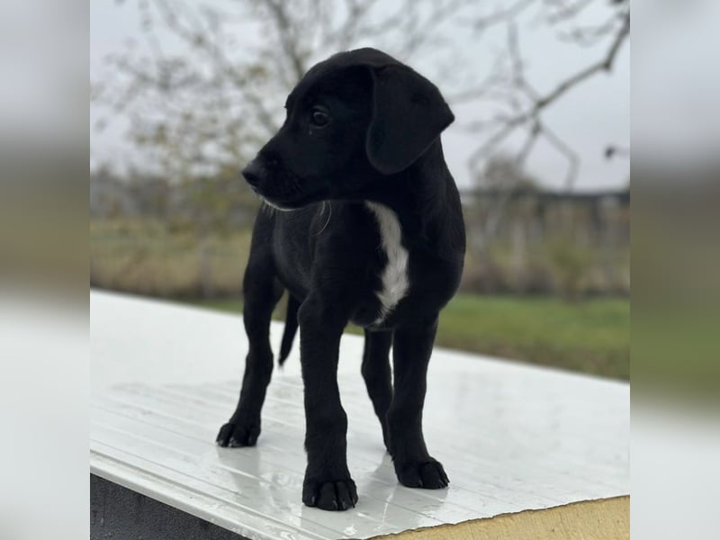 Timon ein kleiner Engel