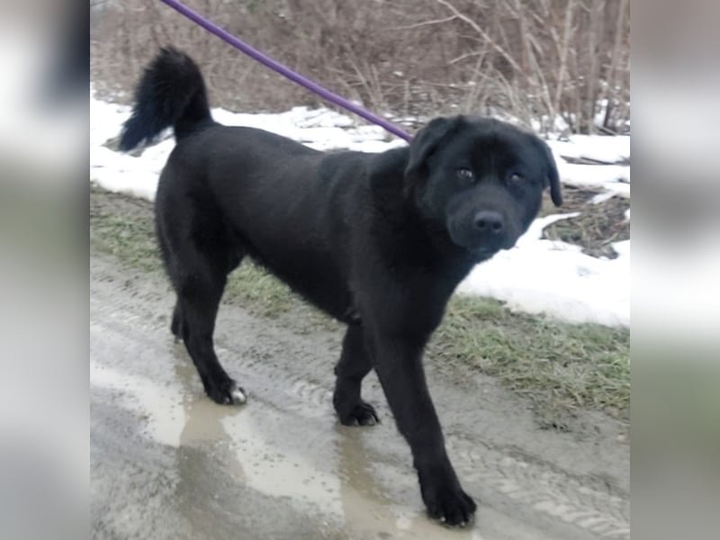 Honda eine wundervolle Hündin