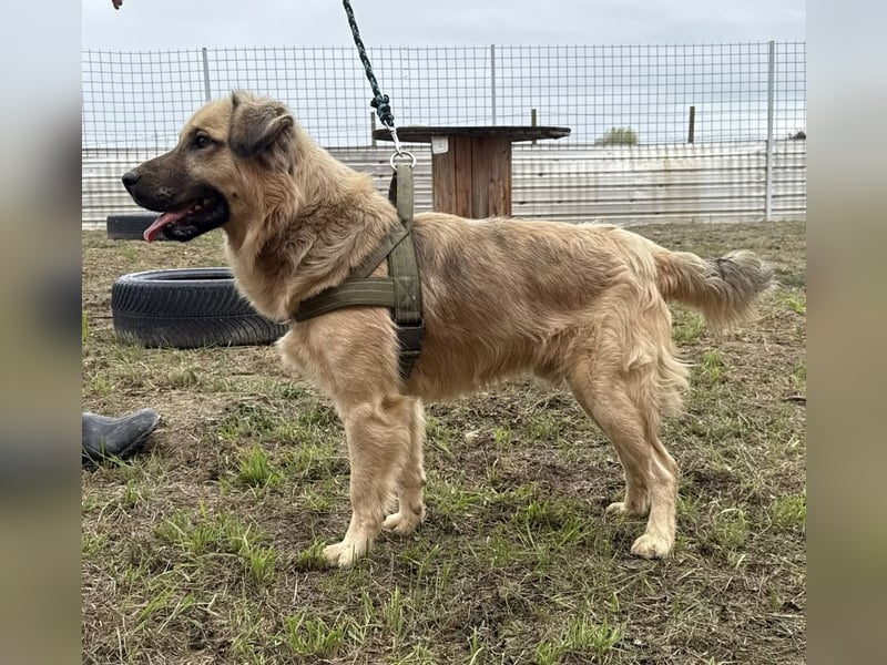 Monty ein toller Rüde