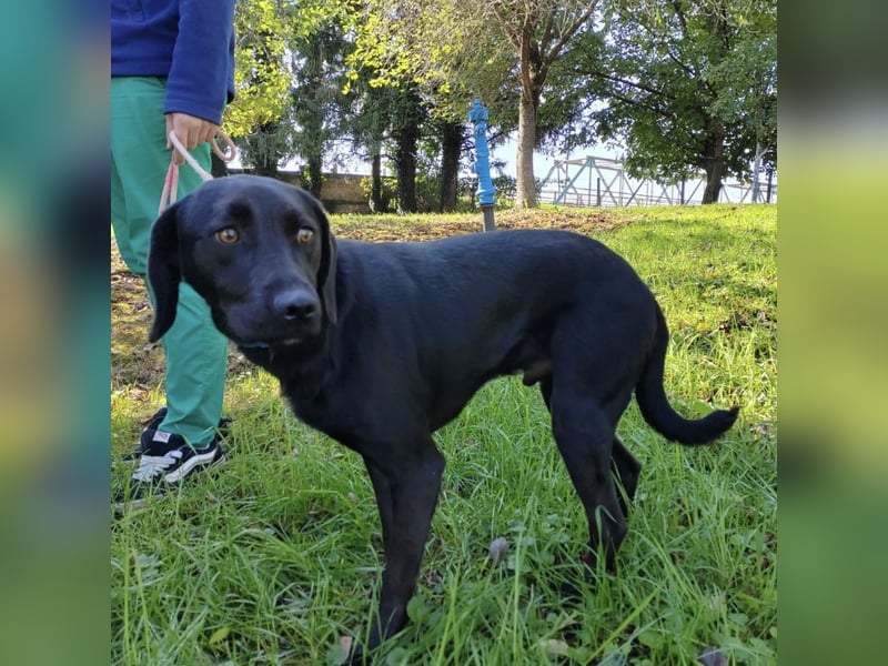 Moki ein schwarzer trauriger Engel
