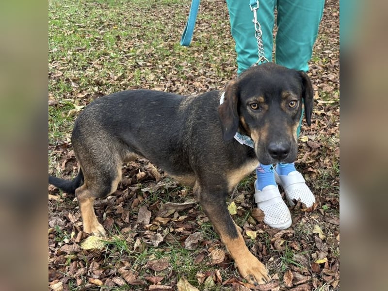 Aska eine Seele vom Hund leidet