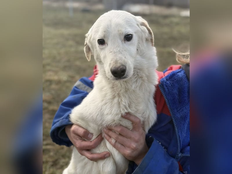 Risu ein wundervoller Hundebub