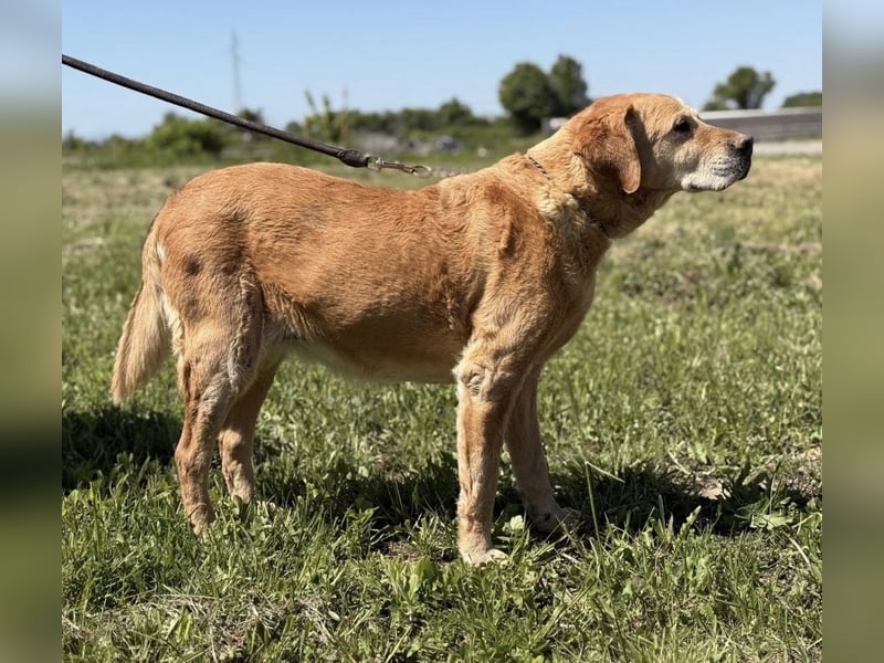 Cica eine unglückliche Seele