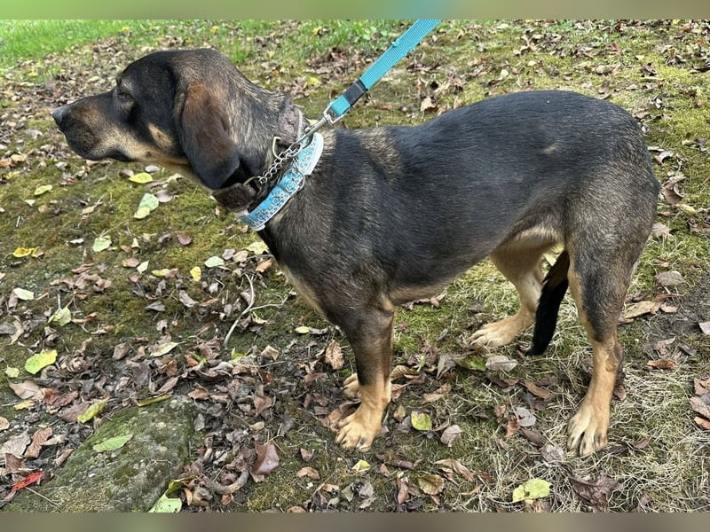 Aska eine Seele vom Hund leidet