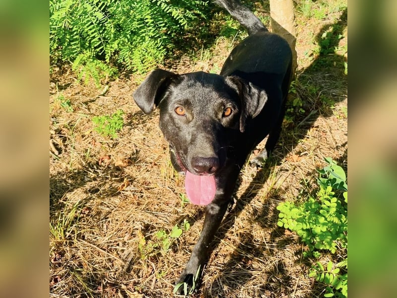 Jerry ein absoluter Traumhund