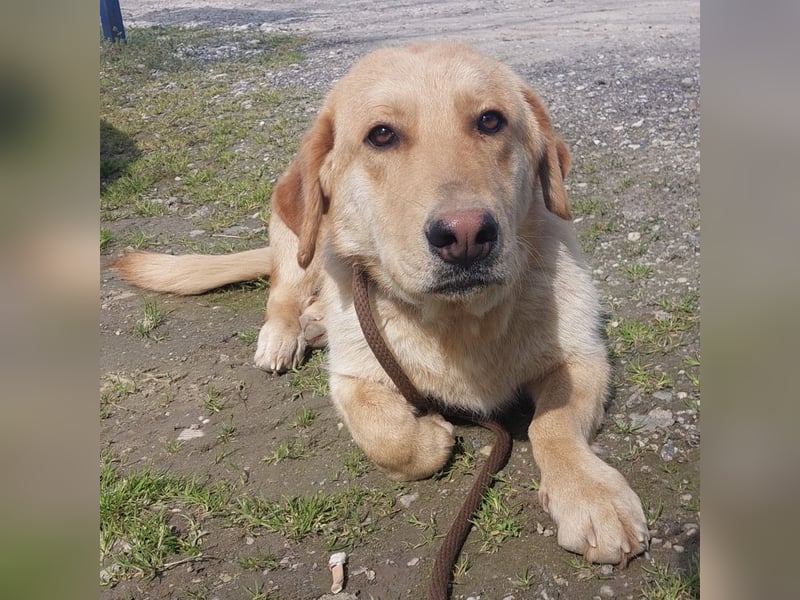 Biscotto- ein absoluter sanfter Traumhund