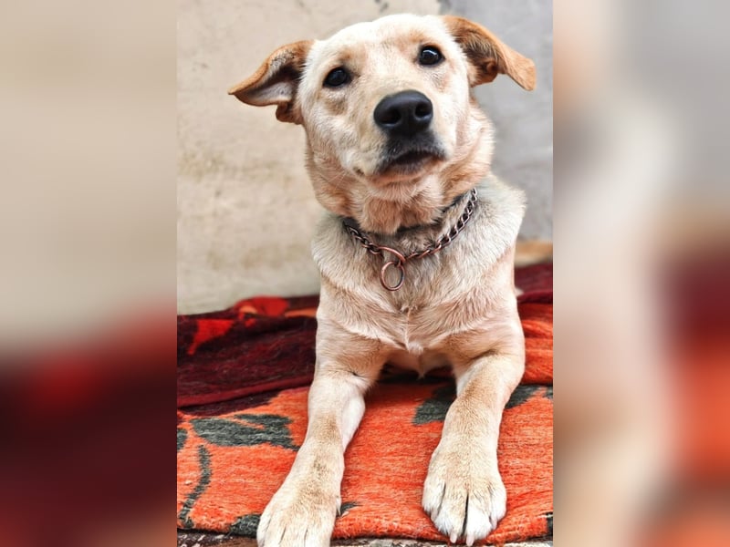 Daisy ein Schatz auf 4 Pfoten