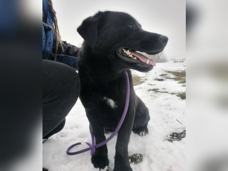 Honda eine wundervolle Hündin