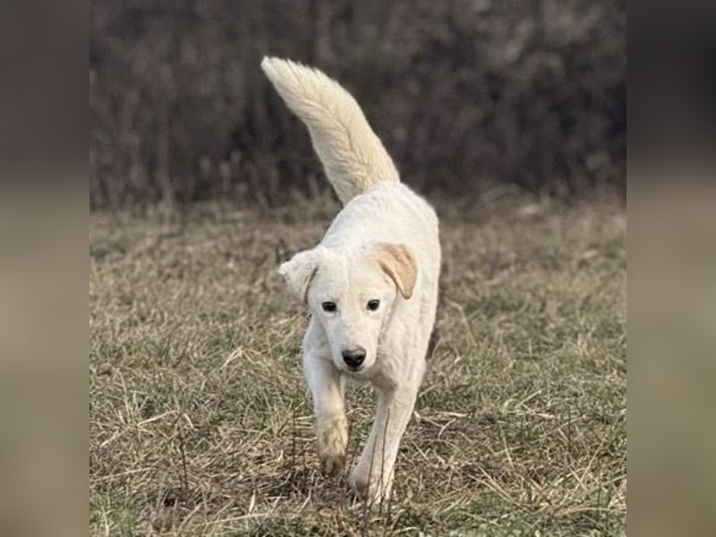 Risu ein wundervoller Hundebub