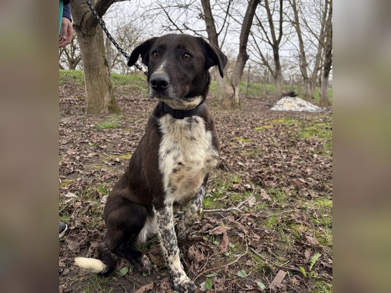 Lenka braucht ein neues Zuhause