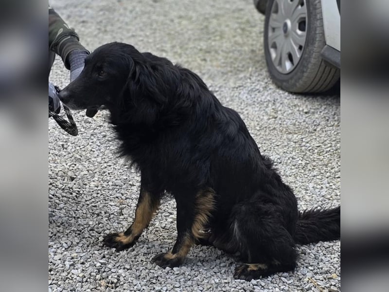 Iris eine wundervolle ruhige Hündin
