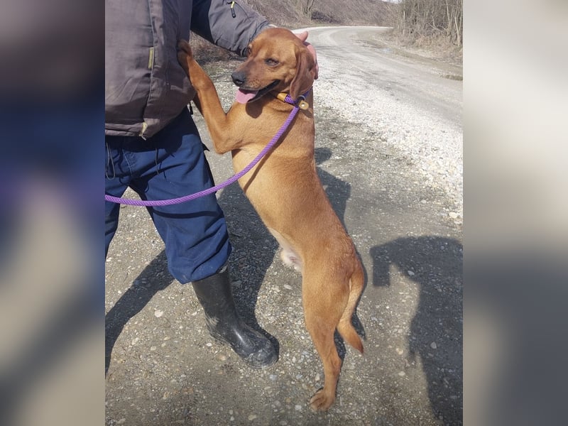 Chiko ein Menschen liebender