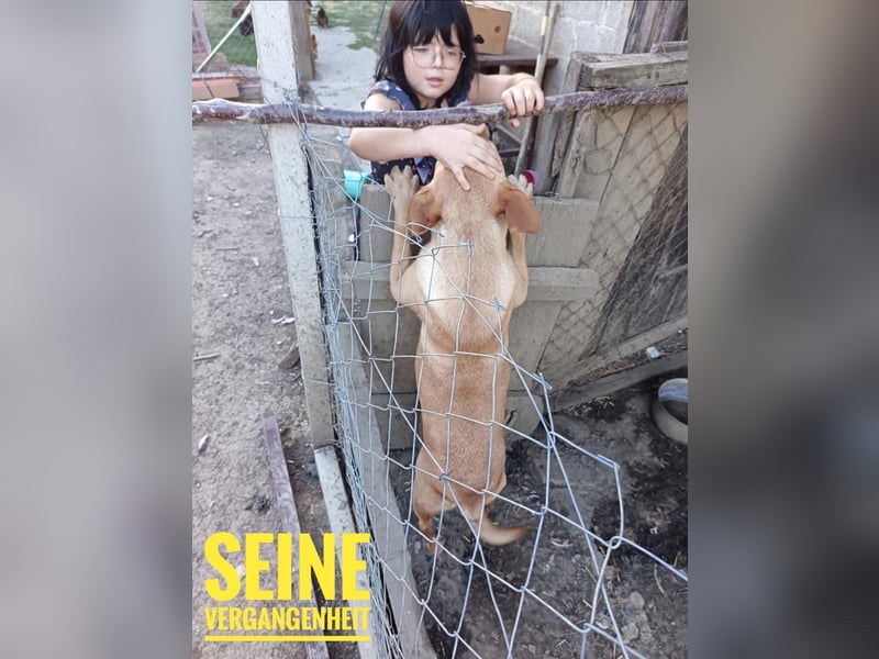 Rexy ein engel auf vier Pfoten