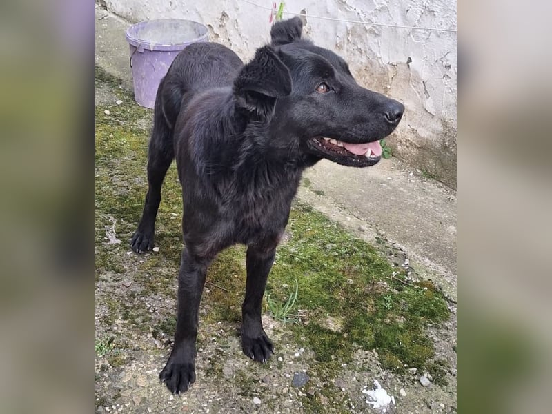 Pan ein sehr freundlicher Rüde