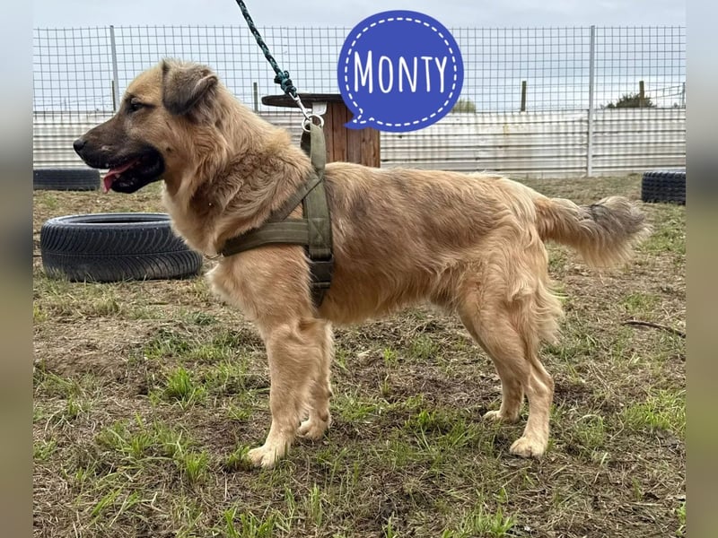 Monty ein toller Rüde