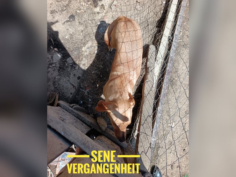 Rexy ein engel auf vier Pfoten