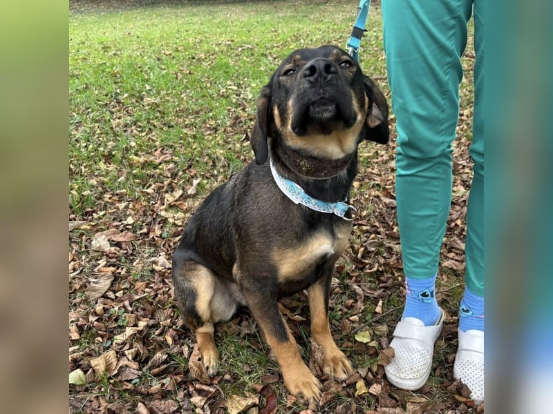 Aska eine Seele vom Hund leidet