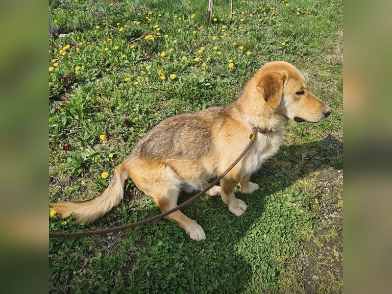 Biscotto- ein absoluter sanfter Traumhund