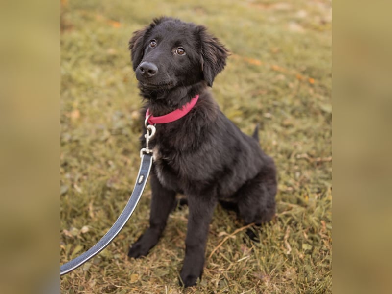 Junak ein sanfter Hundebub