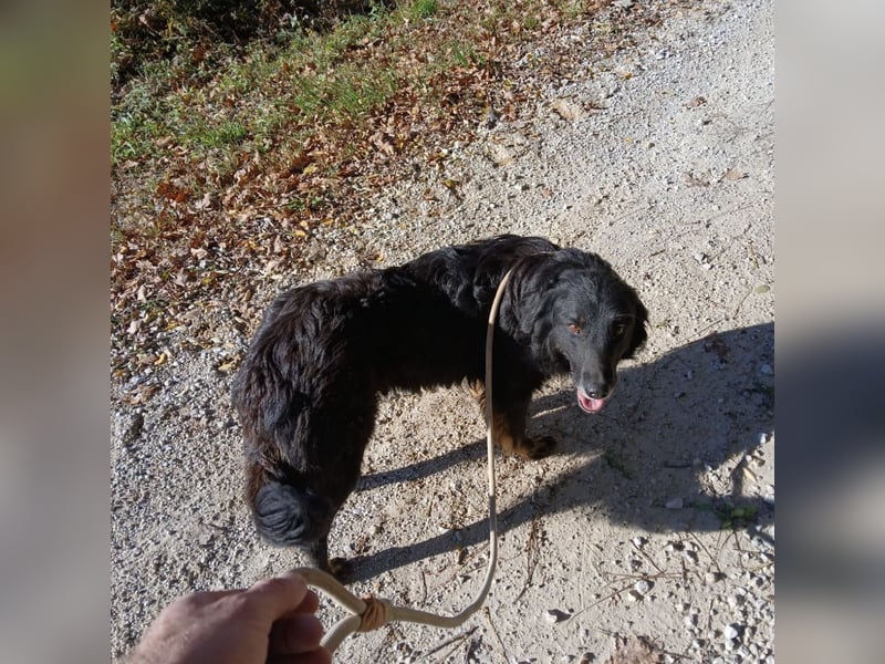 Iris eine wundervolle ruhige Hündin