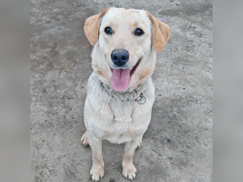 Daisy ein Schatz auf 4 Pfoten