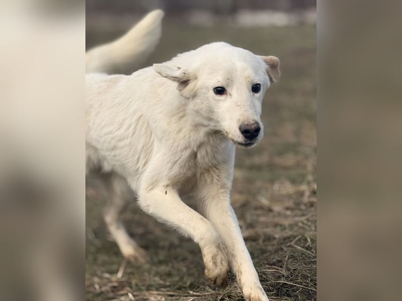 Risu ein wundervoller Hundebub