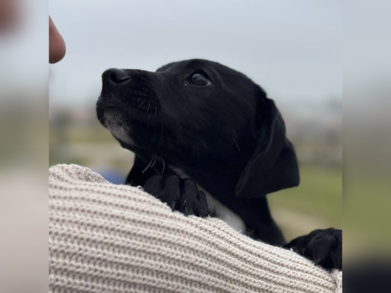 Timon ein kleiner Engel