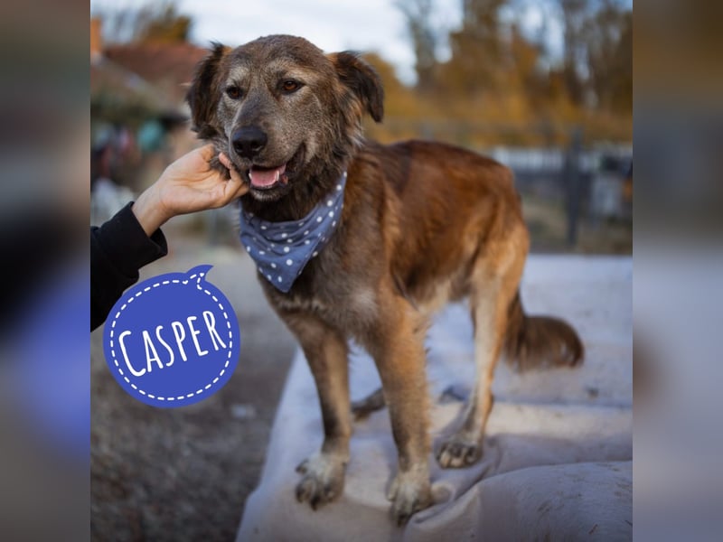 Casper ein toller Rüde