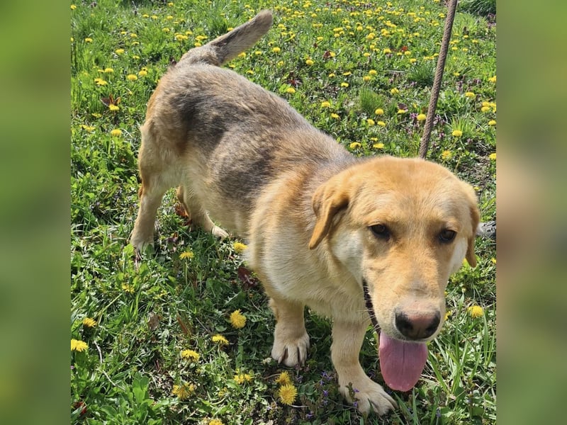 Biscotto- ein absoluter sanfter Traumhund