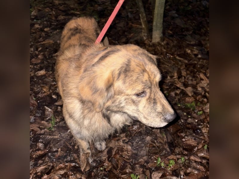 Kiwi ein unglaublich toller sanfter Rüde