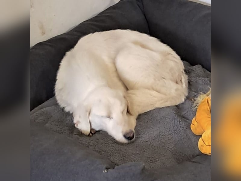 Risu ein wundervoller Hundebub