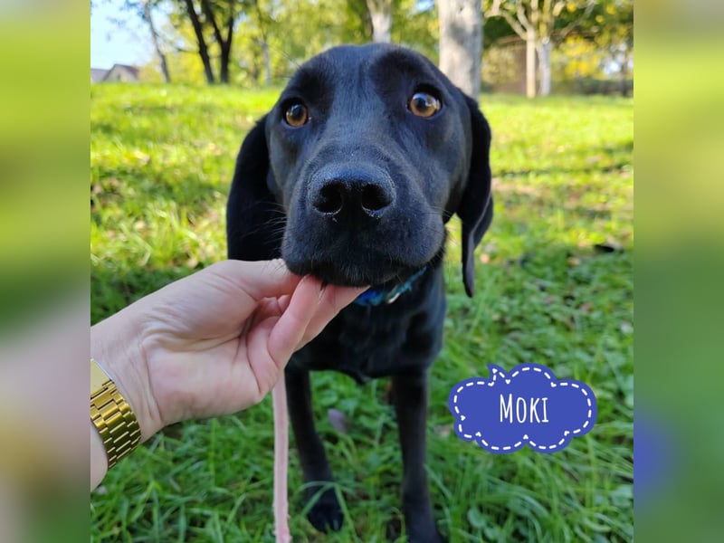 Moki ein schwarzer trauriger Engel
