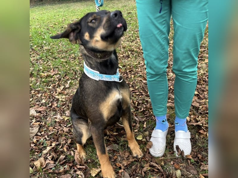 Aska eine Seele vom Hund leidet