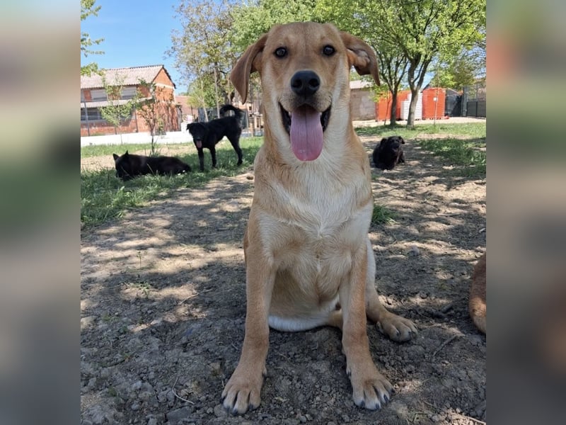 Rai ein absoluter Familienhund
