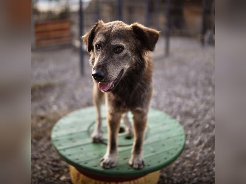 Casper ein toller Rüde