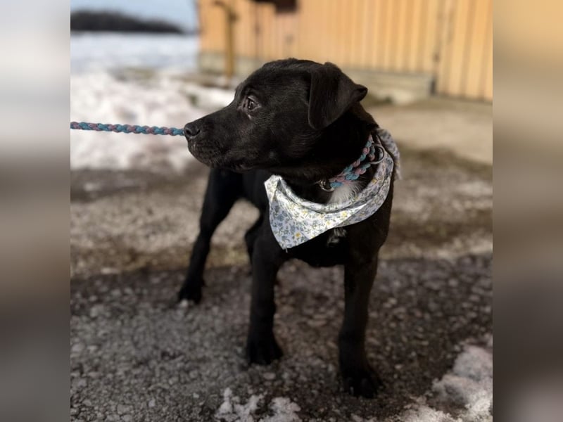 Bart ein absoluter Welpenbub