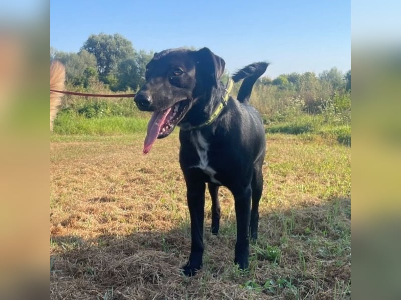 Jerry ein absoluter Traumhund