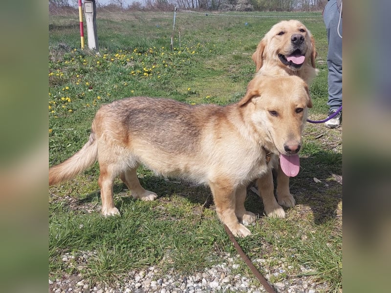 Biscotto- ein absoluter sanfter Traumhund