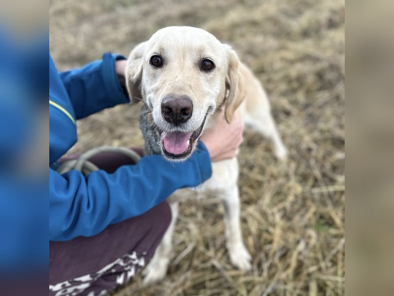 Iggy ein Menschenliebender Rüde